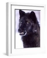 Black Timber Wolf Snarling, Utah, USA-David Northcott-Framed Photographic Print