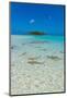 Black tipped reef sharks in the Blue Lagoon, Rangiroa atoll, Tuamotus, French Polynesia-Michael Runkel-Mounted Photographic Print