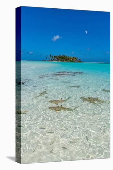 Black tipped reef sharks in the Blue Lagoon, Rangiroa atoll, Tuamotus, French Polynesia-Michael Runkel-Stretched Canvas