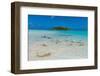 Black tipped reef sharks in the Blue Lagoon, Rangiroa atoll, Tuamotus, French Polynesia-Michael Runkel-Framed Photographic Print