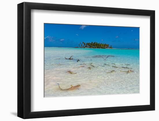 Black tipped reef sharks in the Blue Lagoon, Rangiroa atoll, Tuamotus, French Polynesia-Michael Runkel-Framed Photographic Print