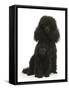 Black Toy Poodle Bitch and 7-Week Puppy-Mark Taylor-Framed Stretched Canvas