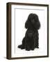 Black Toy Poodle Bitch and 7-Week Puppy-Mark Taylor-Framed Photographic Print