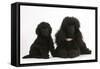 Black Toy Poodle Bitch and Puppy, 7 Weeks-Mark Taylor-Framed Stretched Canvas