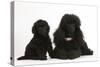 Black Toy Poodle Bitch and Puppy, 7 Weeks-Mark Taylor-Stretched Canvas