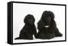 Black Toy Poodle Bitch and Puppy, 7 Weeks-Mark Taylor-Framed Stretched Canvas