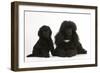 Black Toy Poodle Bitch and Puppy, 7 Weeks-Mark Taylor-Framed Photographic Print