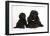 Black Toy Poodle Bitch and Puppy, 7 Weeks-Mark Taylor-Framed Photographic Print