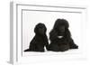 Black Toy Poodle Bitch and Puppy, 7 Weeks-Mark Taylor-Framed Photographic Print