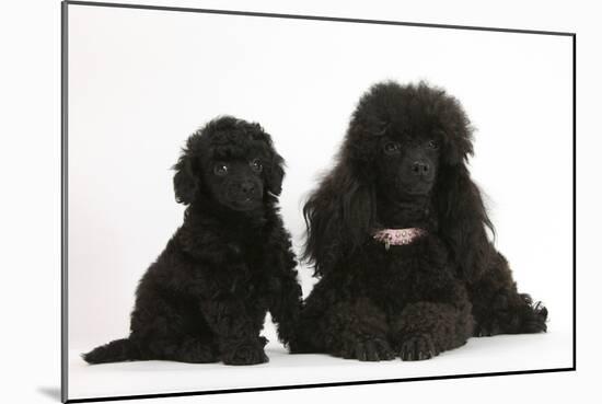 Black Toy Poodle Bitch and Puppy, 7 Weeks-Mark Taylor-Mounted Photographic Print