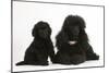 Black Toy Poodle Bitch and Puppy, 7 Weeks-Mark Taylor-Mounted Photographic Print