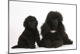 Black Toy Poodle Bitch and Puppy, 7 Weeks-Mark Taylor-Mounted Photographic Print