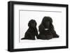 Black Toy Poodle Bitch and Puppy, 7 Weeks-Mark Taylor-Framed Photographic Print