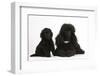 Black Toy Poodle Bitch and Puppy, 7 Weeks-Mark Taylor-Framed Photographic Print