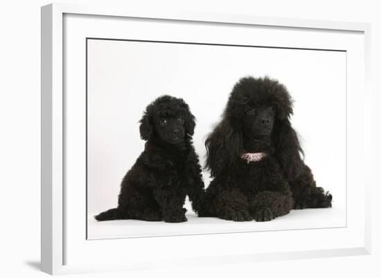 Black Toy Poodle Bitch and Puppy, 7 Weeks-Mark Taylor-Framed Photographic Print