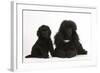 Black Toy Poodle Bitch and Puppy, 7 Weeks-Mark Taylor-Framed Photographic Print