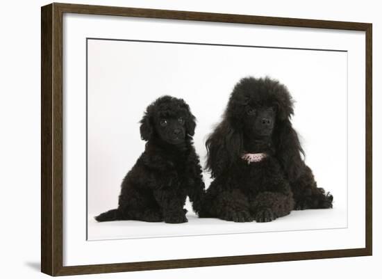 Black Toy Poodle Bitch and Puppy, 7 Weeks-Mark Taylor-Framed Photographic Print