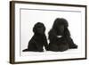 Black Toy Poodle Bitch and Puppy, 7 Weeks-Mark Taylor-Framed Photographic Print