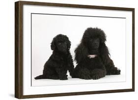 Black Toy Poodle Bitch and Puppy, 7 Weeks-Mark Taylor-Framed Photographic Print