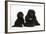 Black Toy Poodle Bitch and Puppy, 7 Weeks-Mark Taylor-Framed Photographic Print