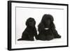 Black Toy Poodle Bitch and Puppy, 7 Weeks-Mark Taylor-Framed Photographic Print