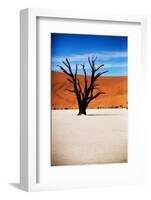 Black Tree-MJO Photo-Framed Photographic Print