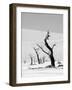 Black Trees-Howard Ruby-Framed Premium Photographic Print