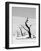 Black Trees-Howard Ruby-Framed Premium Photographic Print