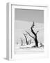 Black Trees-Howard Ruby-Framed Premium Photographic Print