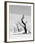 Black Trees-Howard Ruby-Framed Premium Photographic Print