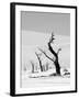 Black Trees-Howard Ruby-Framed Premium Photographic Print