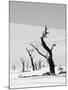 Black Trees-Howard Ruby-Mounted Premium Photographic Print