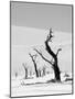 Black Trees-Howard Ruby-Mounted Photographic Print