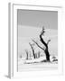 Black Trees-Howard Ruby-Framed Photographic Print