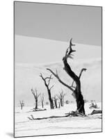 Black Trees-Howard Ruby-Mounted Photographic Print