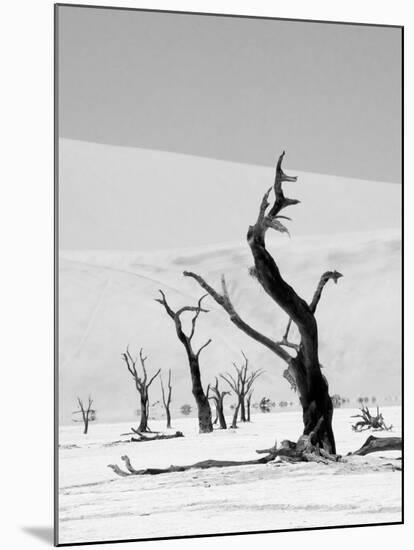 Black Trees-Howard Ruby-Mounted Photographic Print