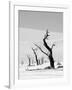 Black Trees-Howard Ruby-Framed Photographic Print