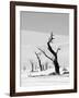 Black Trees-Howard Ruby-Framed Photographic Print