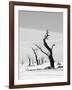 Black Trees-Howard Ruby-Framed Photographic Print