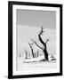 Black Trees-Howard Ruby-Framed Photographic Print