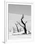 Black Trees-Howard Ruby-Framed Photographic Print