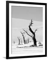 Black Trees-Howard Ruby-Framed Photographic Print