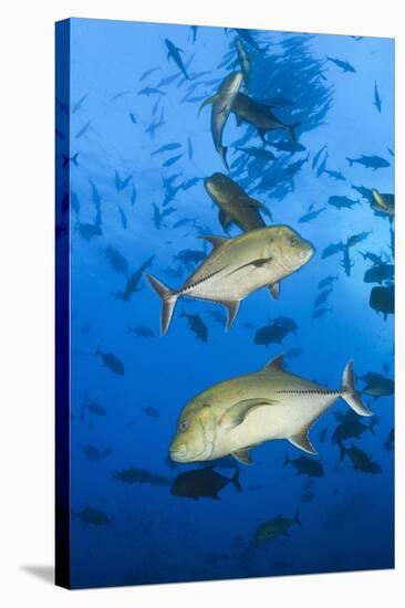 Black Trevally (Caranx Lugubris)-Reinhard Dirscherl-Stretched Canvas