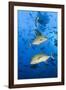 Black Trevally (Caranx Lugubris)-Reinhard Dirscherl-Framed Photographic Print