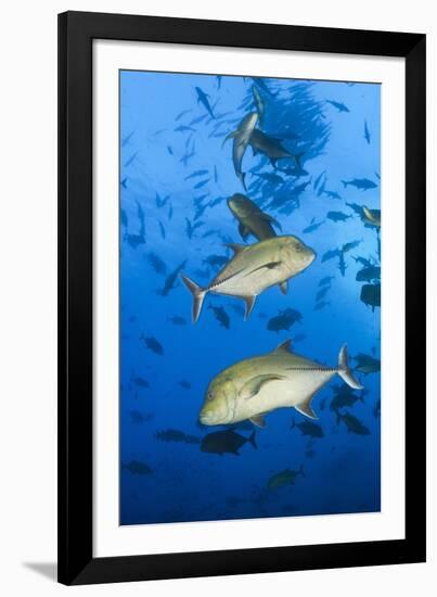 Black Trevally (Caranx Lugubris)-Reinhard Dirscherl-Framed Photographic Print