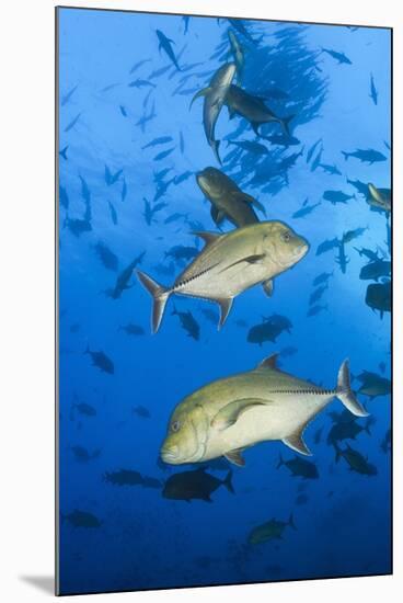 Black Trevally (Caranx Lugubris)-Reinhard Dirscherl-Mounted Photographic Print