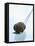 Black Truffle (Chinese Truffle) on Fork-Chris Meier-Framed Stretched Canvas