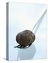 Black Truffle (Chinese Truffle) on Fork-Chris Meier-Stretched Canvas