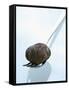 Black Truffle (Chinese Truffle) on Fork-Chris Meier-Framed Stretched Canvas