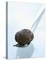 Black Truffle (Chinese Truffle) on Fork-Chris Meier-Stretched Canvas